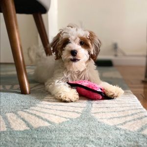 Meet your Posher, Bojan